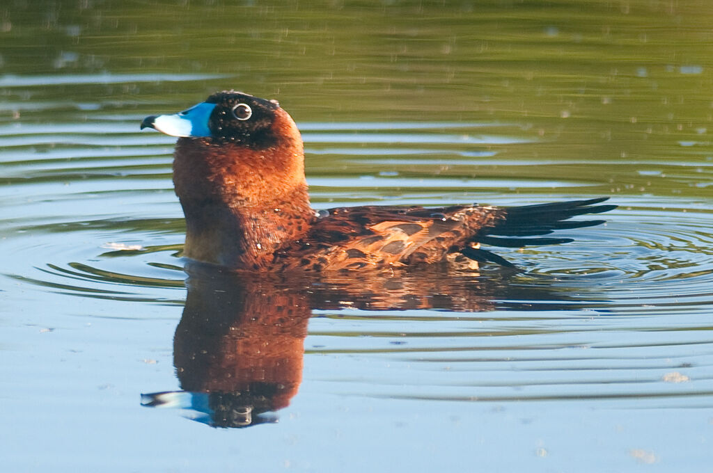 Masked Duck male adult