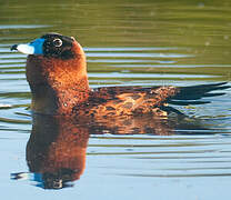 Masked Duck