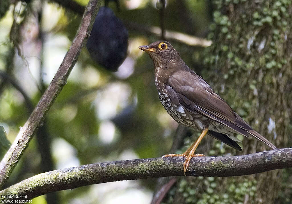 Forest Thrushadult, identification