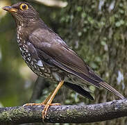 Forest Thrush