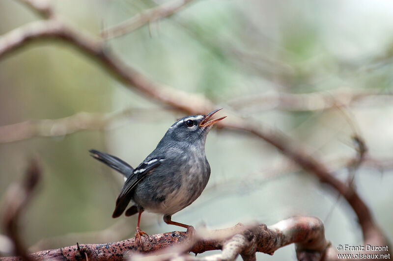 Plumbeous Warbler