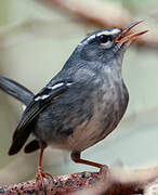 Plumbeous Warbler