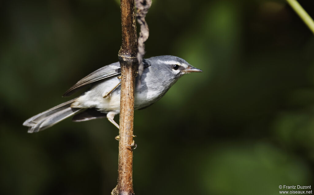 Plumbeous Warbleradult