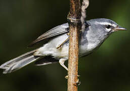 Plumbeous Warbler