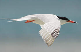 Roseate Tern