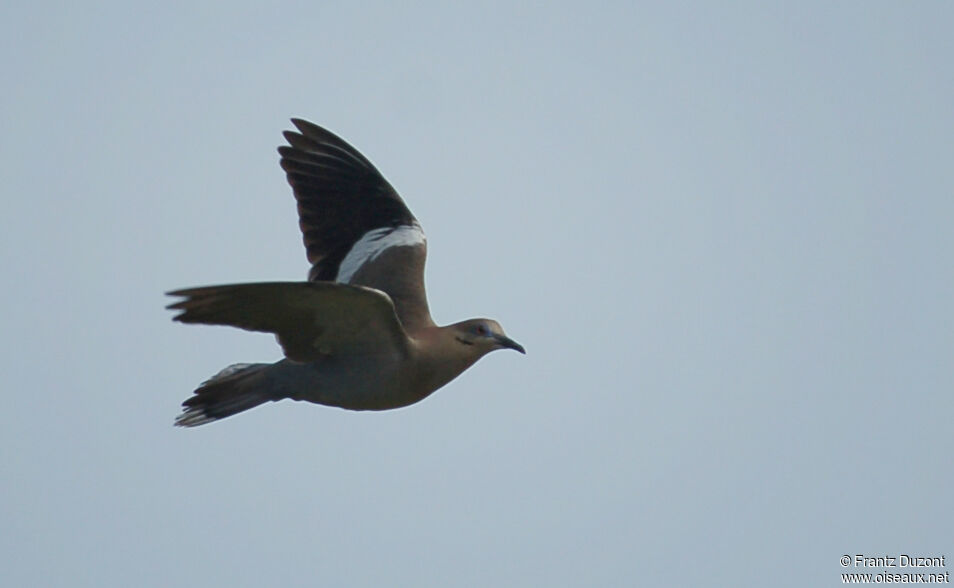 White-winged Dove