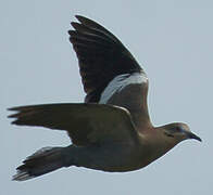 White-winged Dove