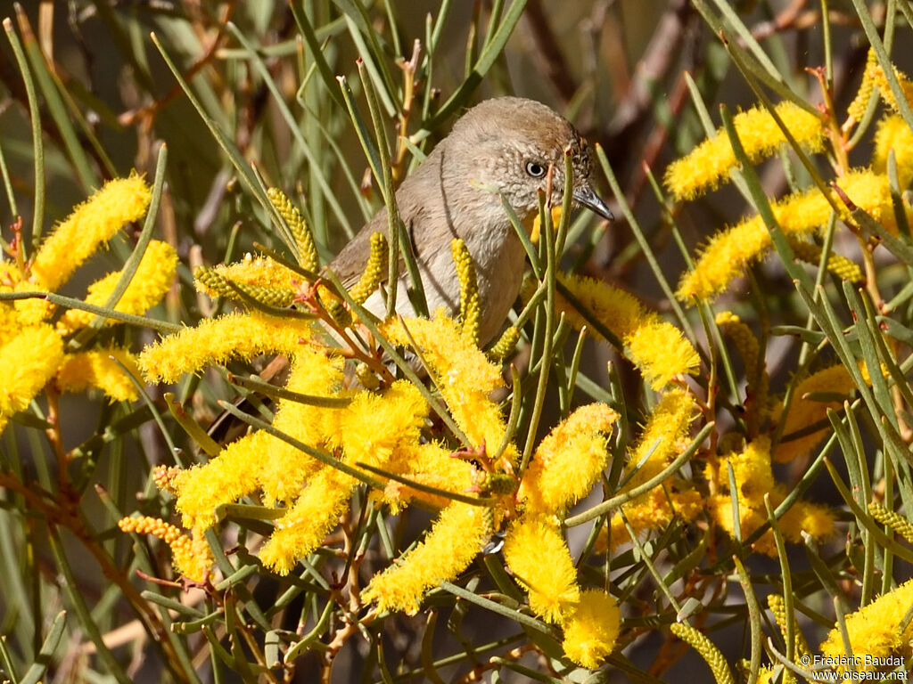 Chestnut-rumped Thornbilladult