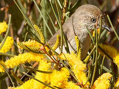 Chestnut-rumped Thornbill