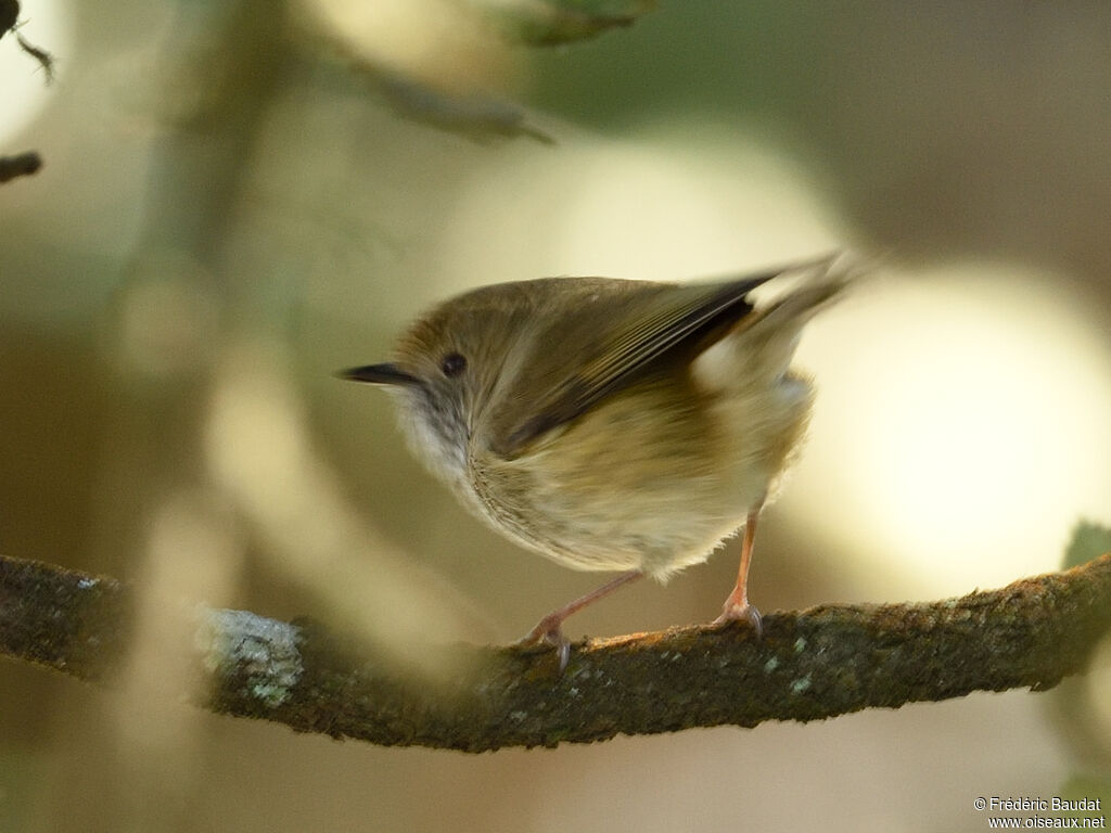 Acanthize mignonadulte