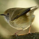 Acanthize mignon