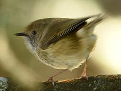 Brown Thornbill