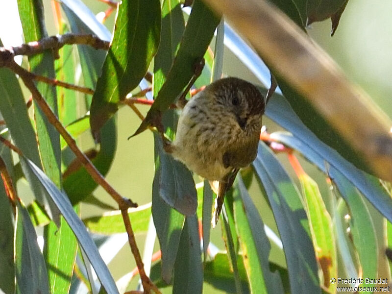 Striated Thornbilladult