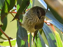 Striated Thornbill