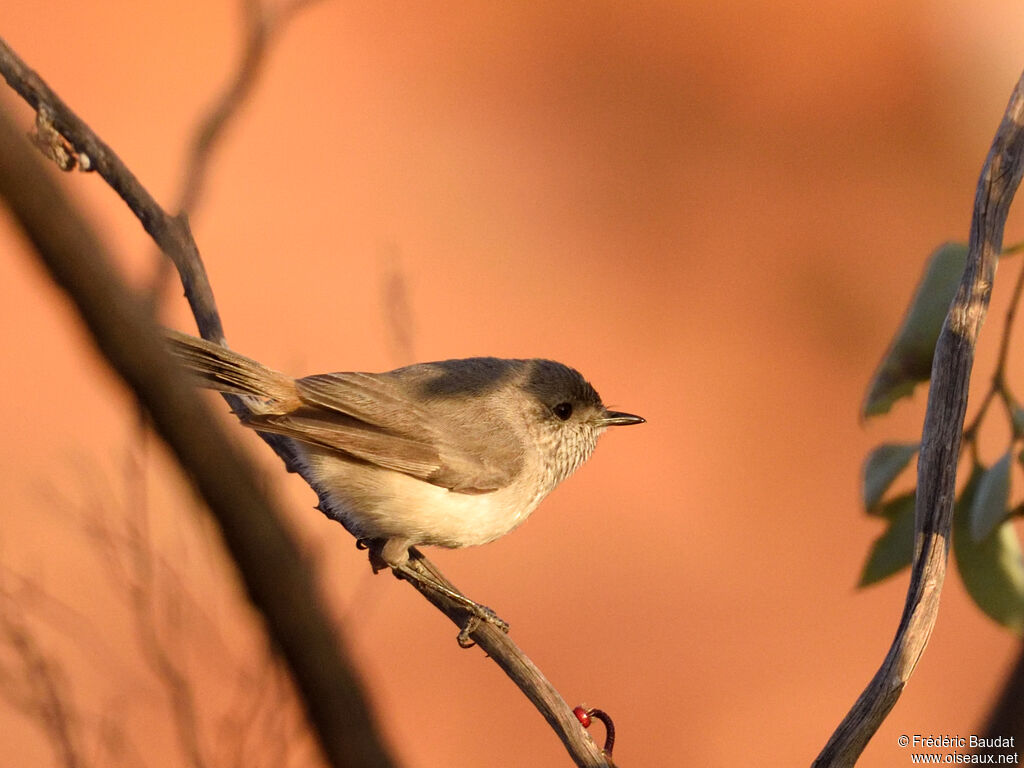 Acanthize troglodyteadulte