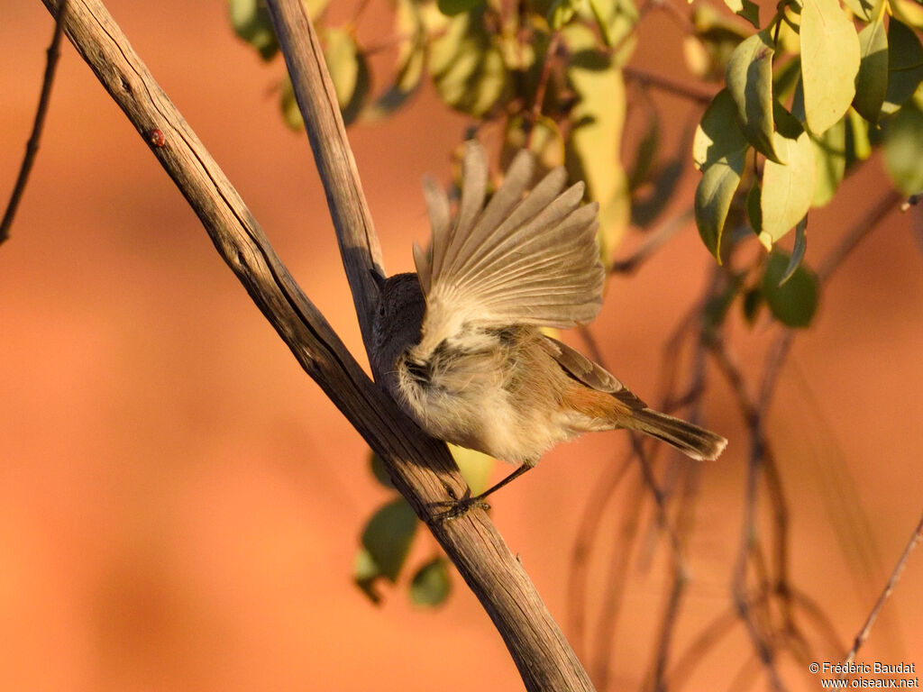 Acanthize troglodyteadulte