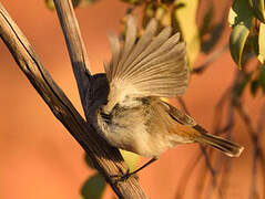 Inland Thornbill