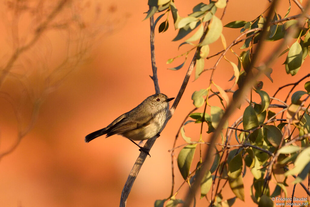 Inland Thornbilladult