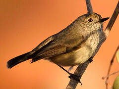 Inland Thornbill