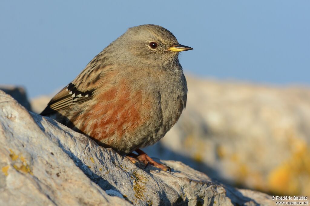 Accenteur alpin