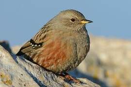 Alpine Accentor