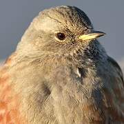 Alpine Accentor