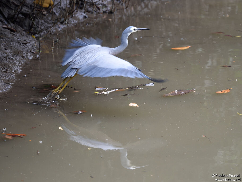 White-faced Heronadult, Flight