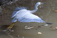 Aigrette à face blanche