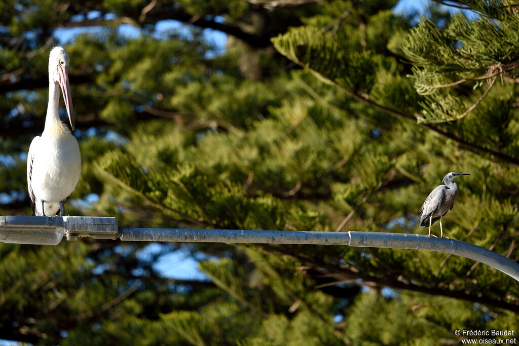 White-faced Heron