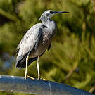 Aigrette à face blanche