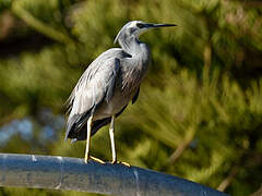 White-faced Heron