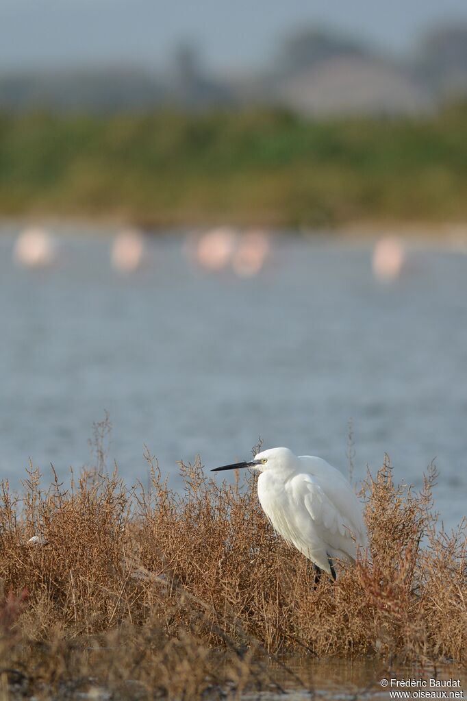 Little Egret, identification