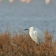 Little Egret