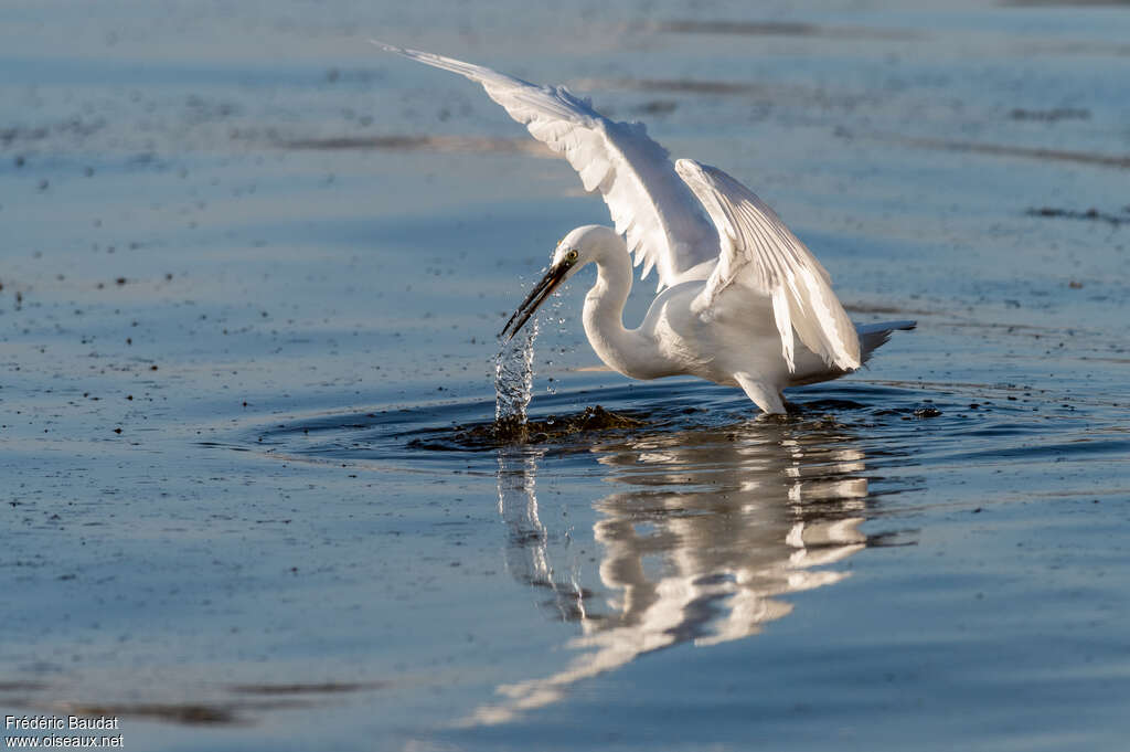 Little Egret, fishing/hunting