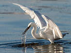 Aigrette garzette