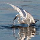 Little Egret