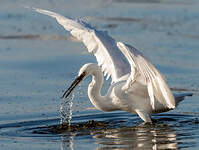 Aigrette garzette