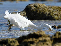 Pacific Reef Heron