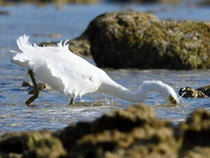 Aigrette sacrée