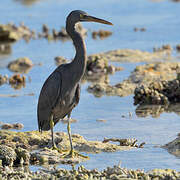 Pacific Reef Heron