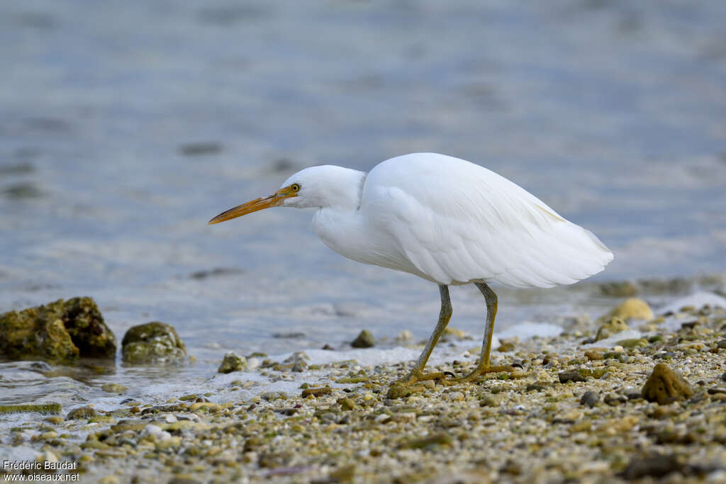 Aigrette sacréeadulte, identification