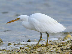 Aigrette sacrée