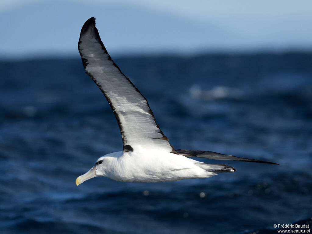 Shy Albatrossadult, Flight