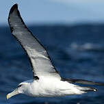 Albatros à cape blanche