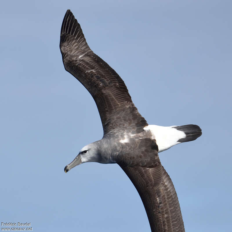 Albatros à cape blancheimmature, pigmentation, Vol