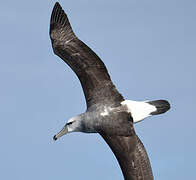 Shy Albatross