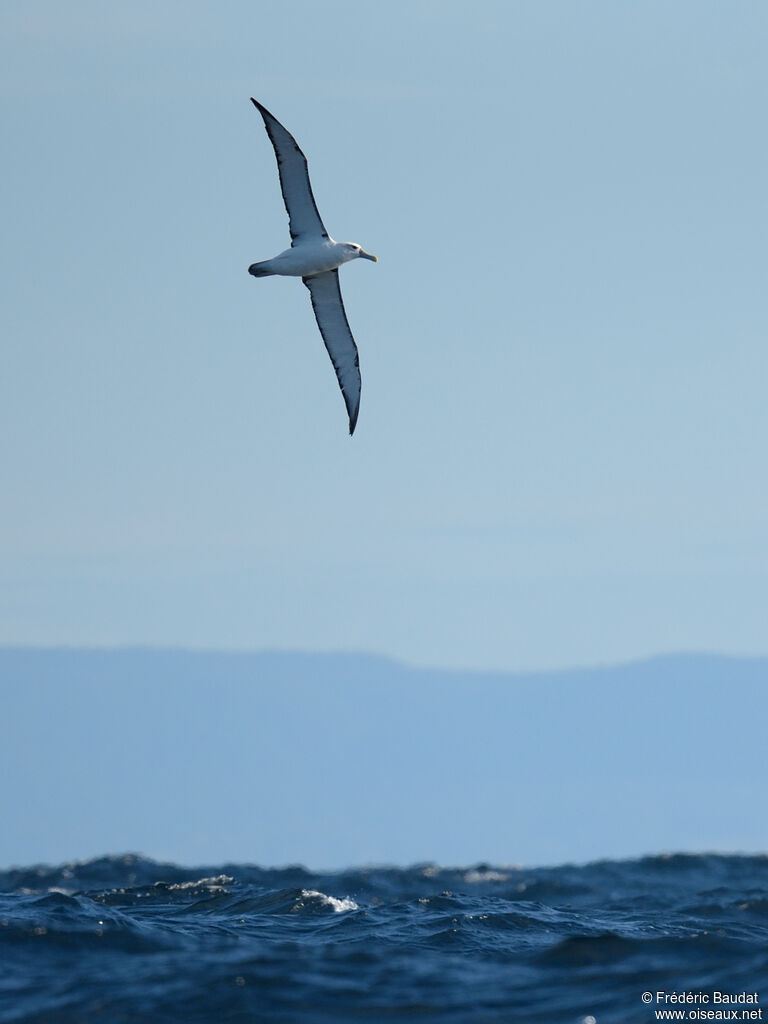 Albatros à cape blancheadulte, Vol