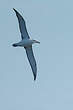 Albatros à cape blanche