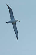 Shy Albatross