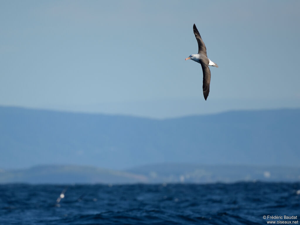 Black-browed Albatrossadult, Flight